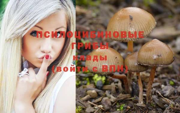 прущие грибы Михайловка